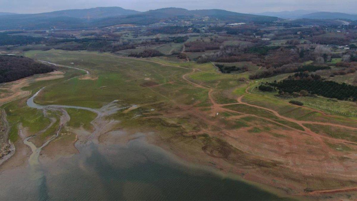 Ömerli Baraj'ında hayvanlar otlatılmaya başladı