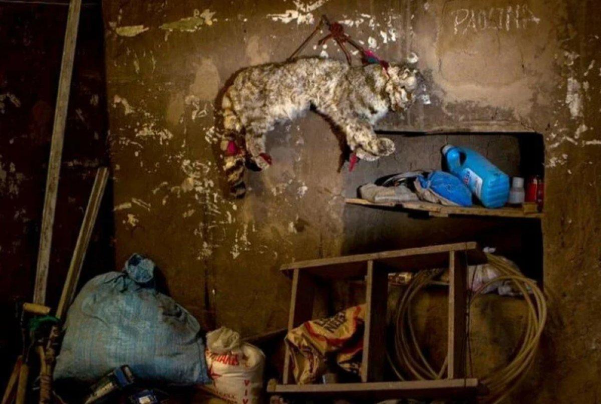 Yılın 25 vahşi yaşam finalisti belli oldu 