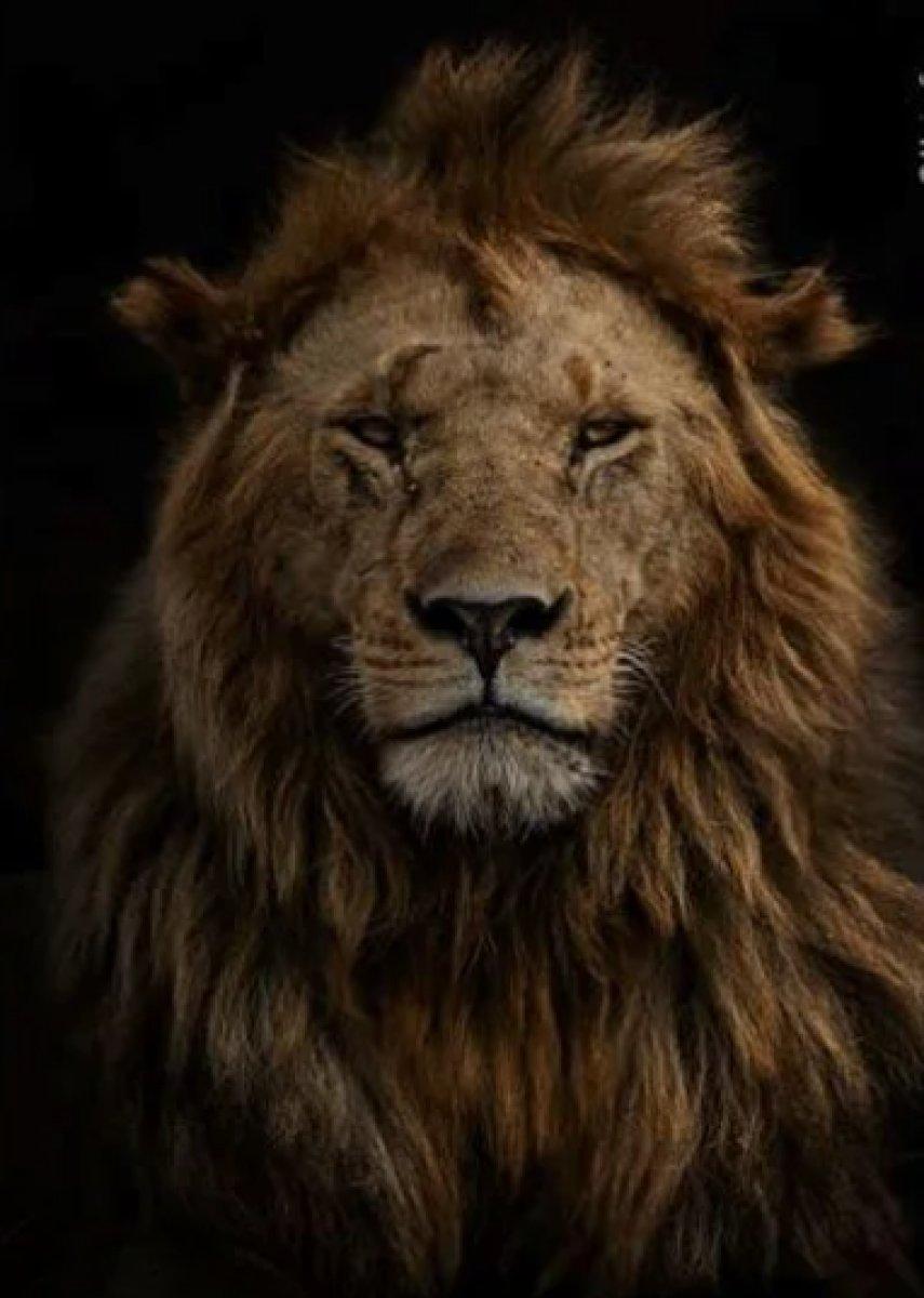 Yılın 25 vahşi yaşam finalisti belli oldu 