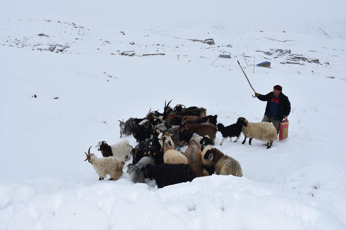 Hakkarili besicilerin zorlu kış mücadelesi