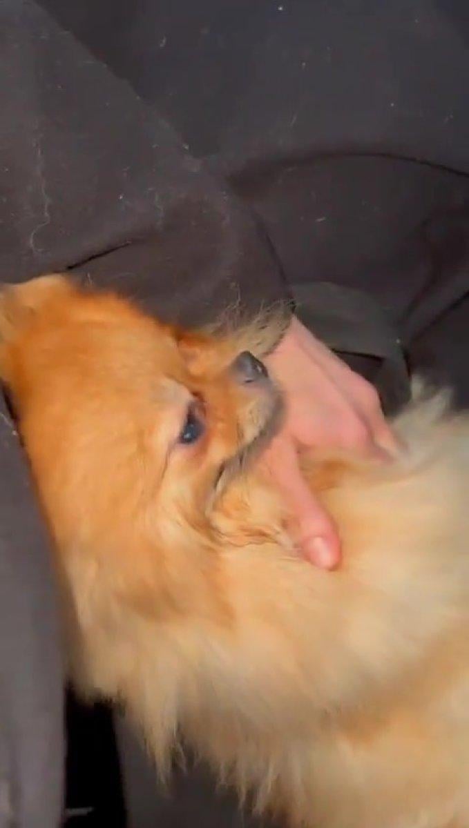 köpek yardım polis