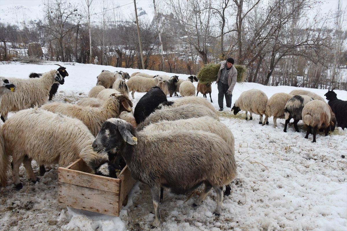 Hakkarili besicilerin zorlu kış mücadelesi