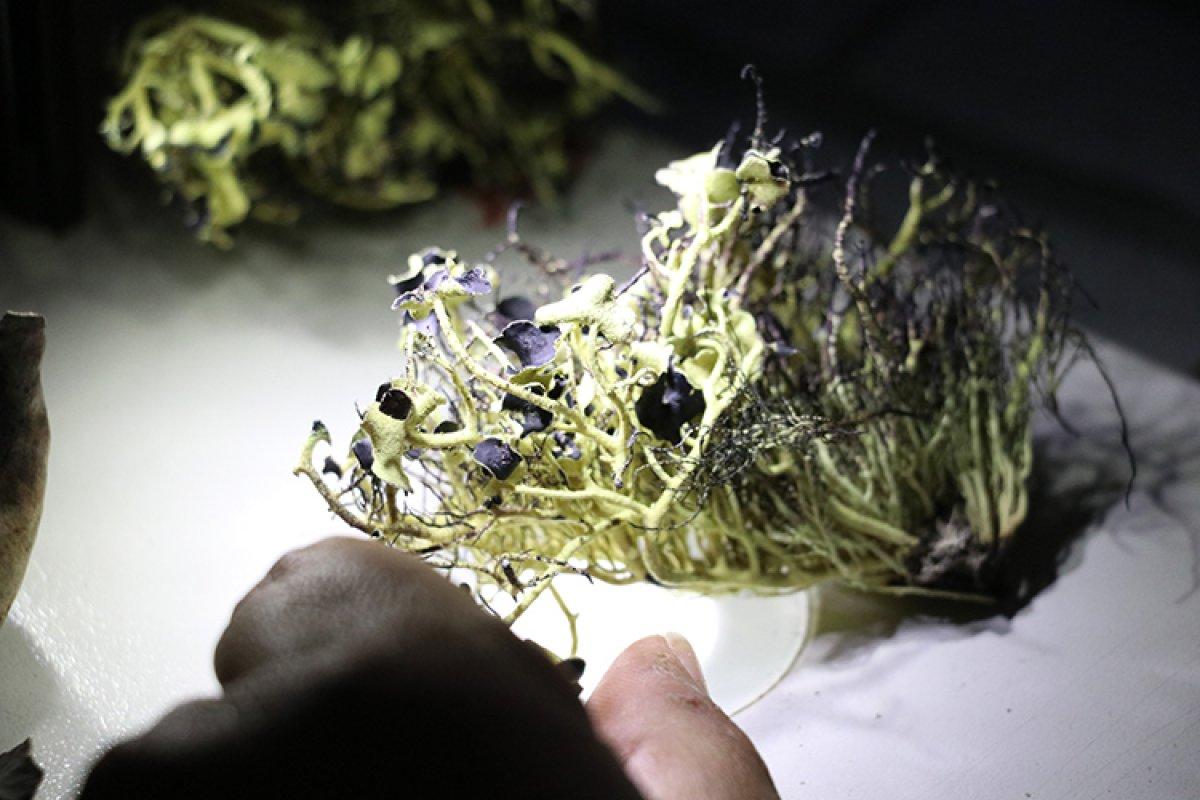 Türk bilim insanı, Antarktika'da 10 liken türü keşfetti