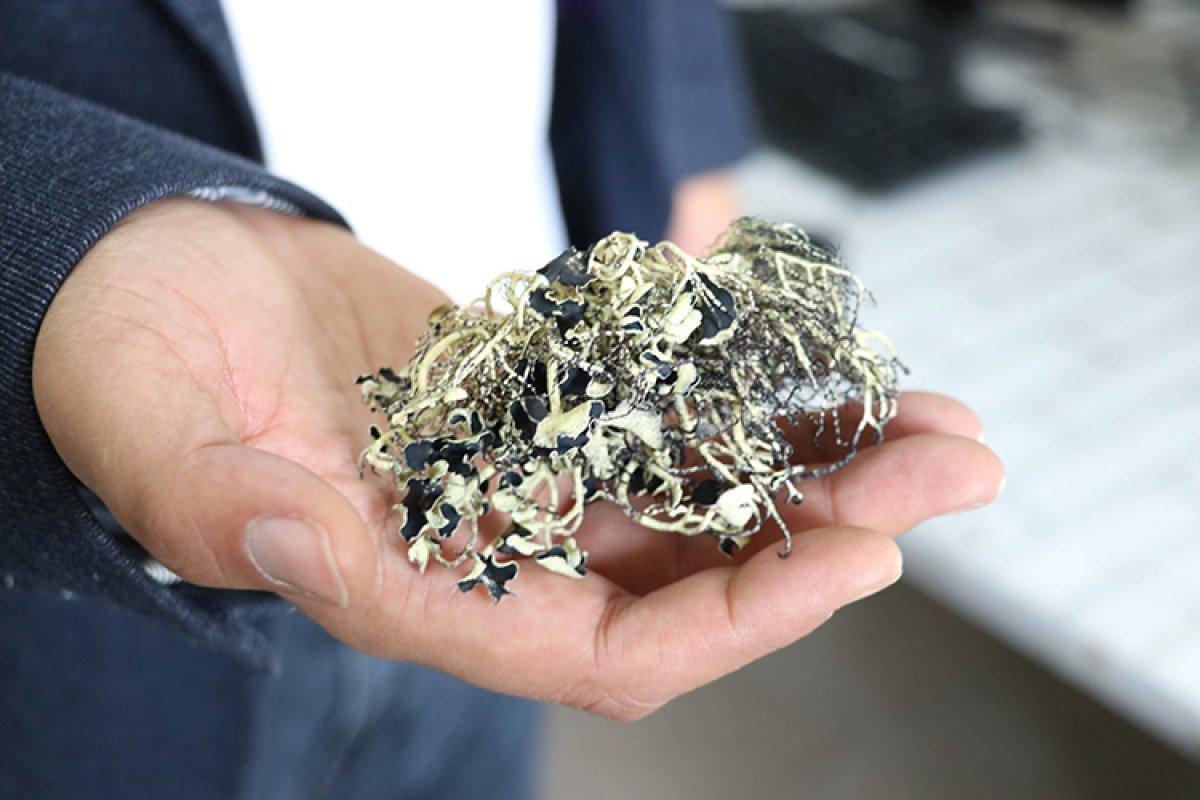 Türk bilim insanı, Antarktika'da 10 liken türü keşfetti