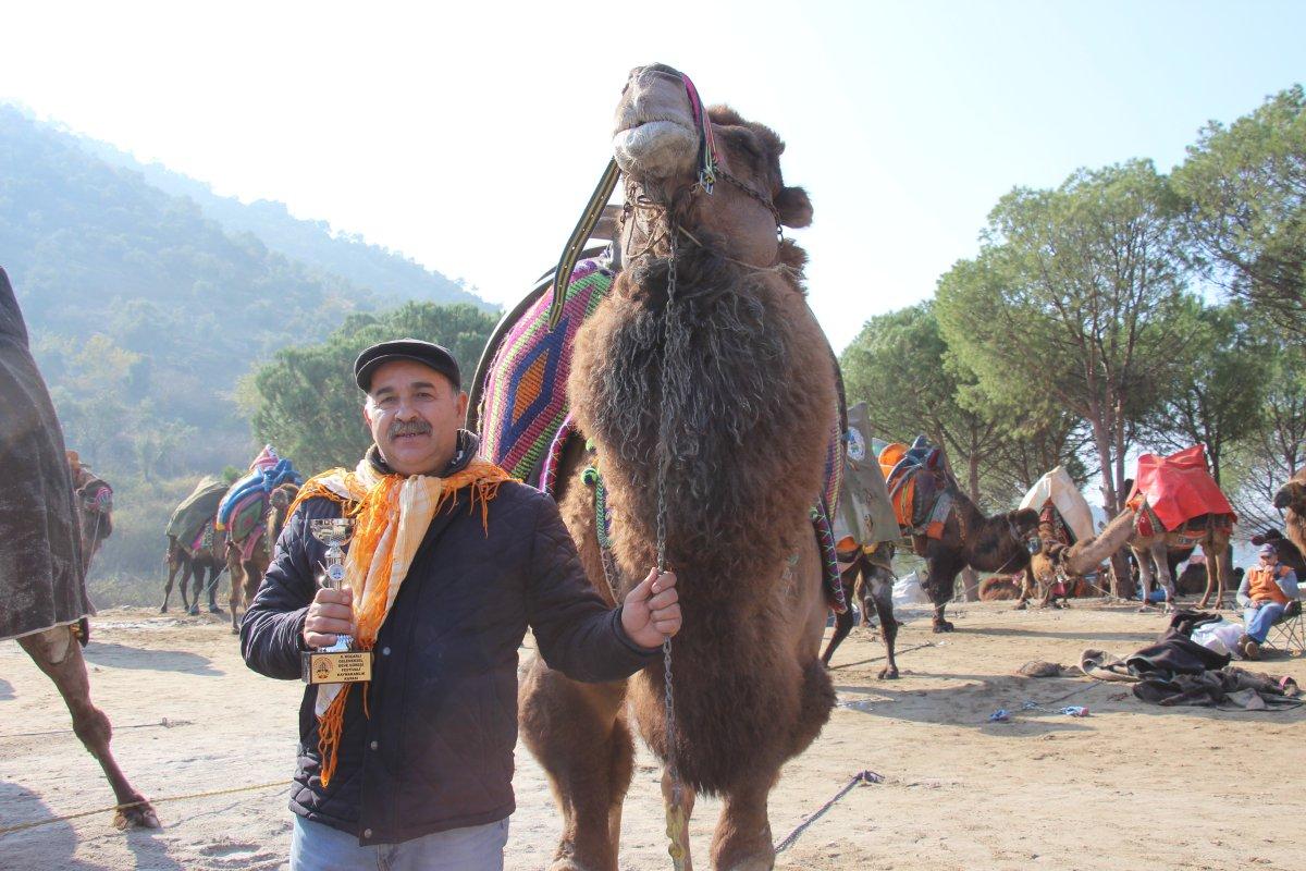 Aydın'da Koçarlı arenasında 150 deve kıran kırana güreşti