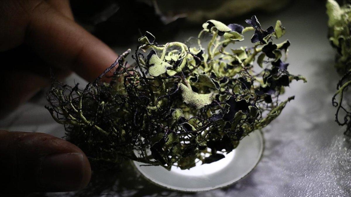 Türk bilim insanı, Antarktika'da 10 liken türü keşfetti