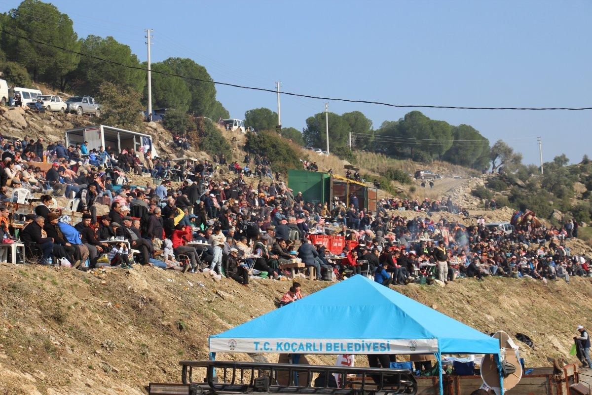 Aydın'da Koçarlı arenasında 150 deve kıran kırana güreşti