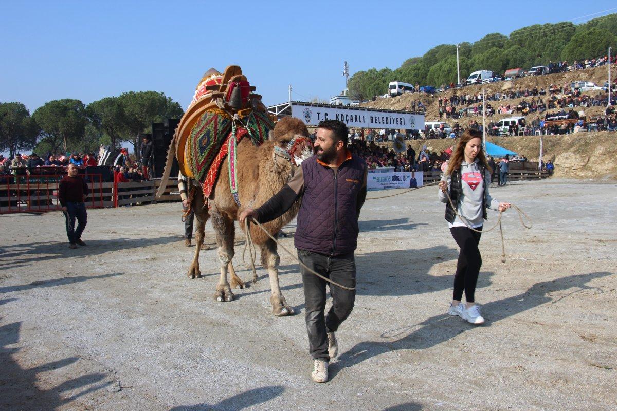 Aydın'da Koçarlı arenasında 150 deve kıran kırana güreşti