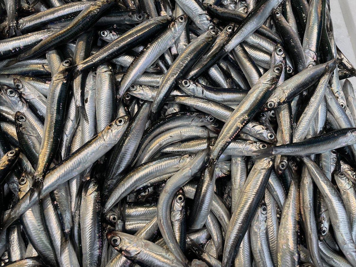 Trabzon'da avlanan yerli hamsi, 25 liradan tezgahlardaki yerini aldı