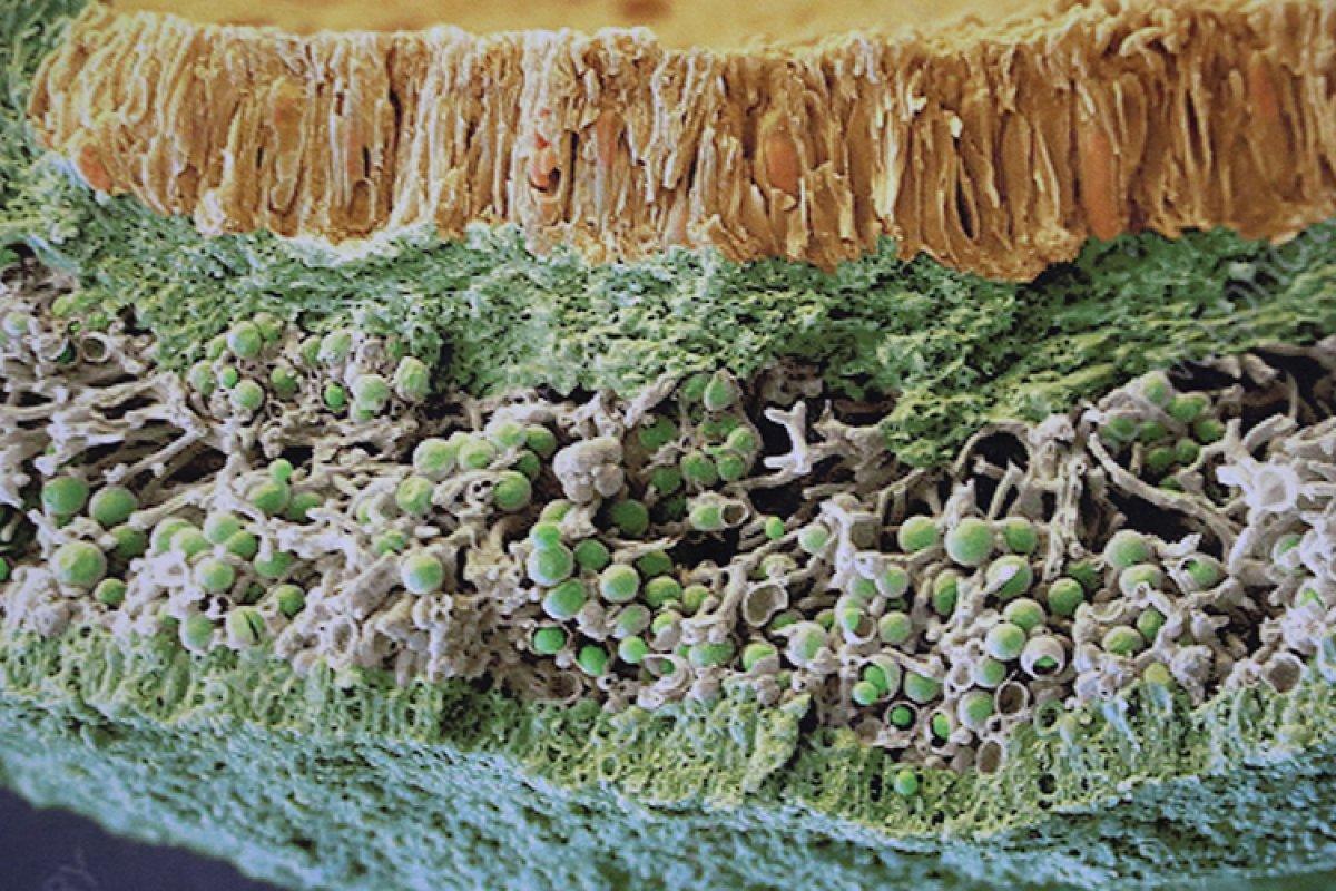 Türk bilim insanı, Antarktika'da 10 liken türü keşfetti