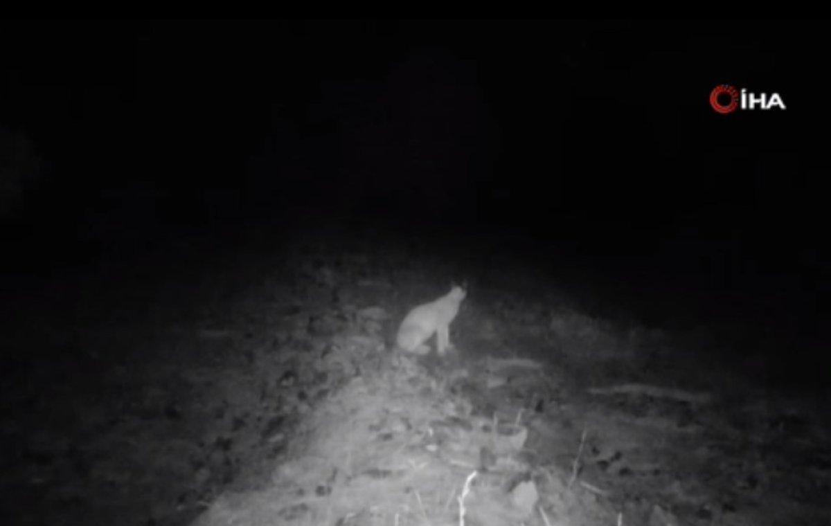 Nesli tehlike altındaki karakulak kedisi, fotokapanla görüntülendi