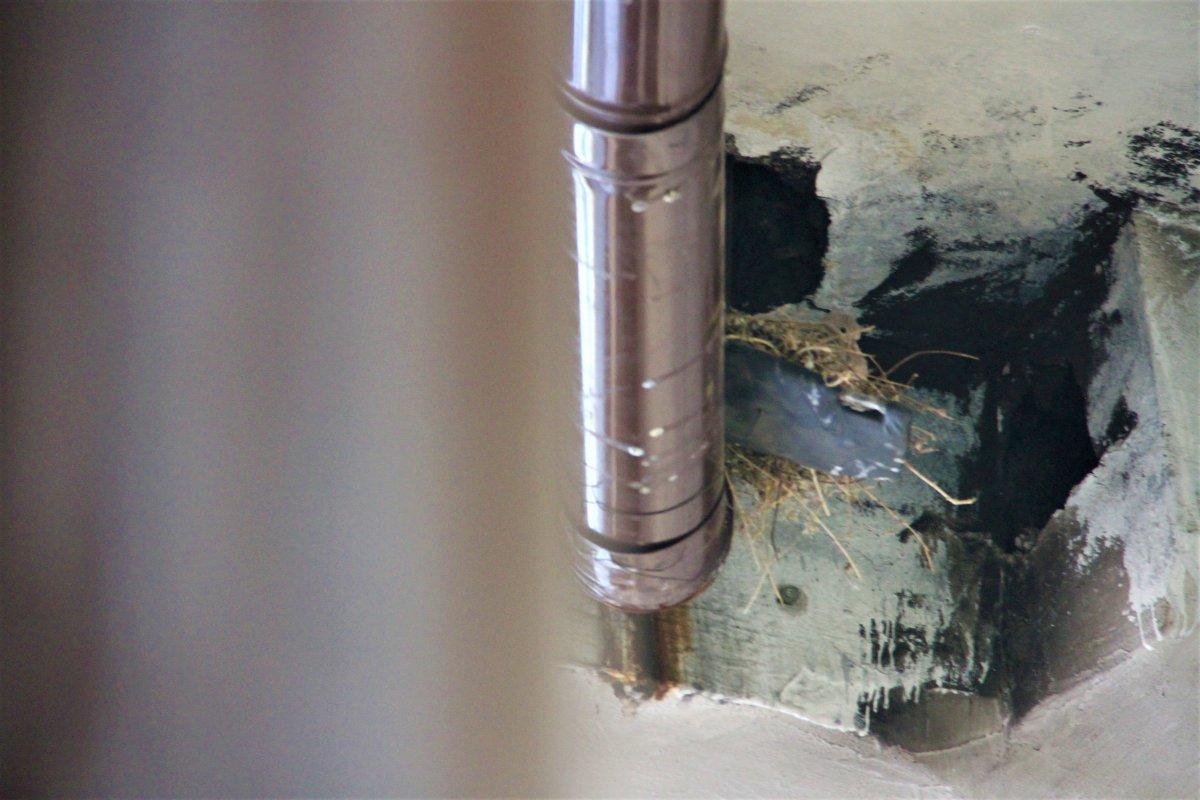 Elazığ'da kumruların yuvası için sobayı yakmıyor