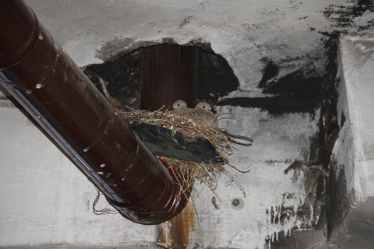 Elazığ'da kumruların yuvası için sobayı yakmıyor