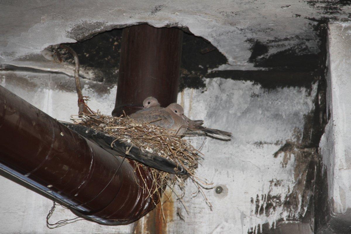 Elazığ'da kumruların yuvası için sobayı yakmıyor