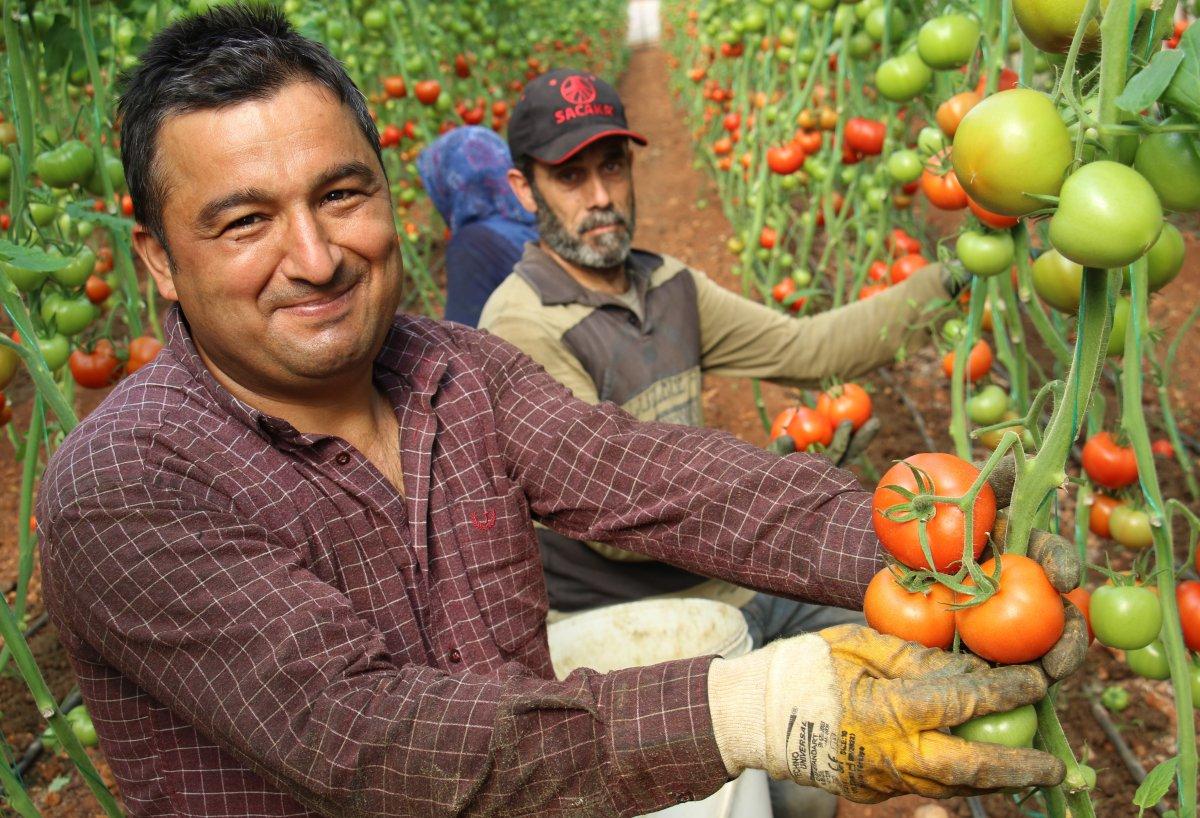 Mersin'de serada üretilen domatesin hasadı başladı