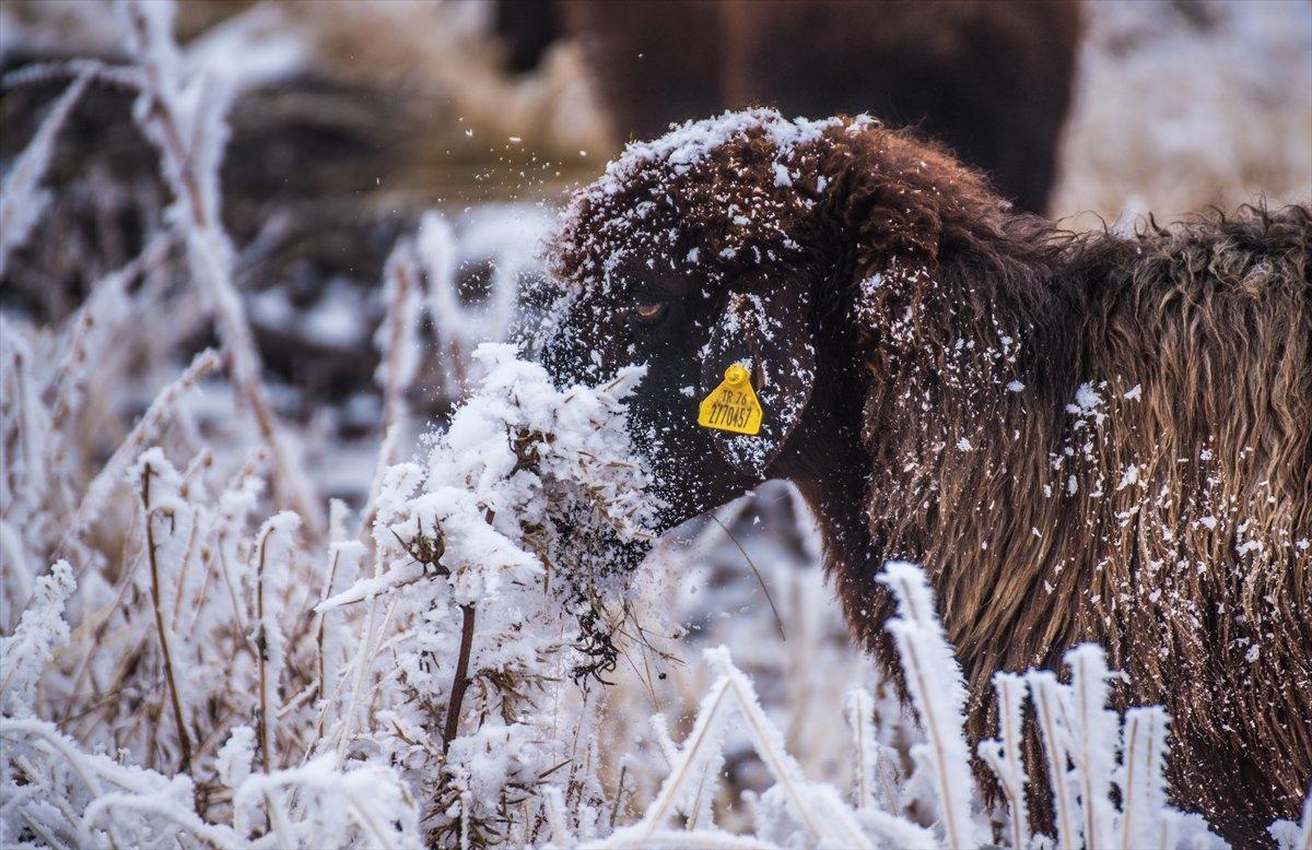 Kars'ta yayladan dönüş yolculuğu