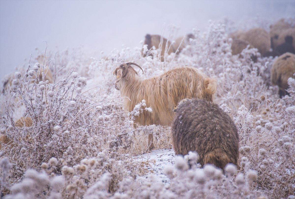 Kars'ta yayladan dönüş yolculuğu