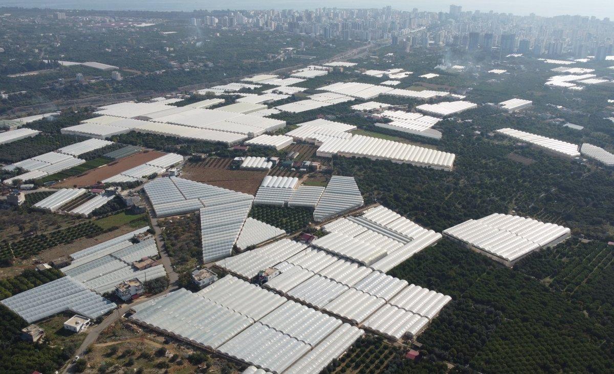 Mersin'de serada üretilen domatesin hasadı başladı