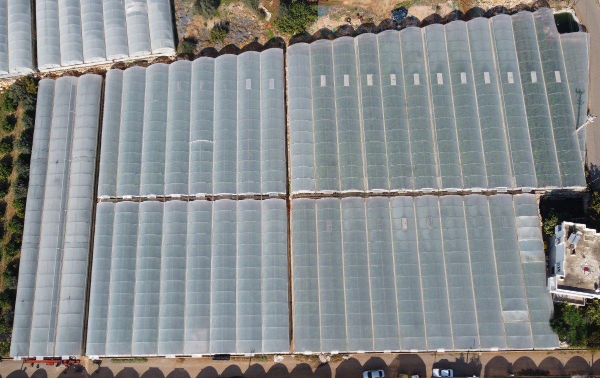 Mersin'de serada üretilen domatesin hasadı başladı