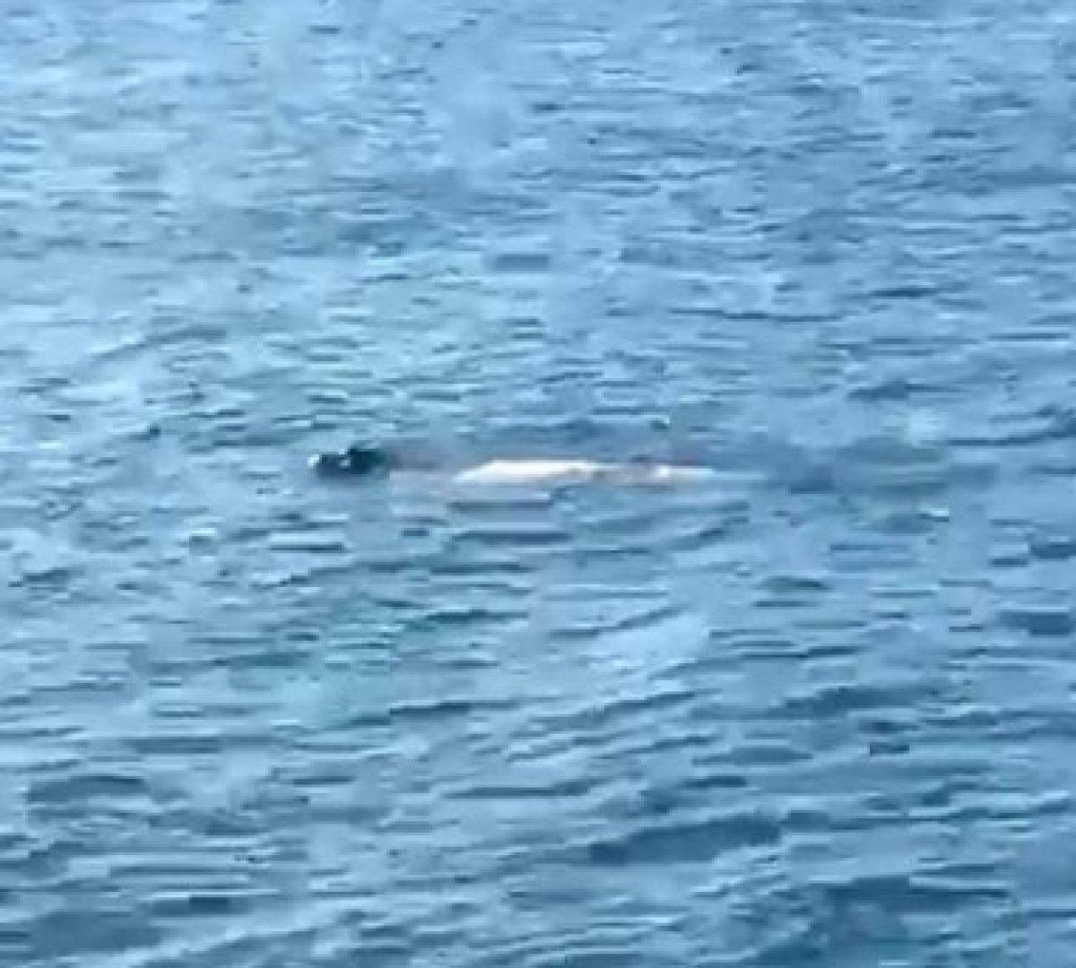 Hatay’da Akdeniz foku görüldü