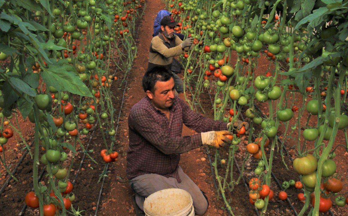 Mersin'de serada üretilen domatesin hasadı başladı