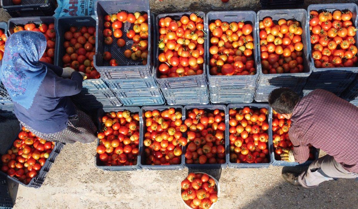 Mersin'de serada üretilen domatesin hasadı başladı