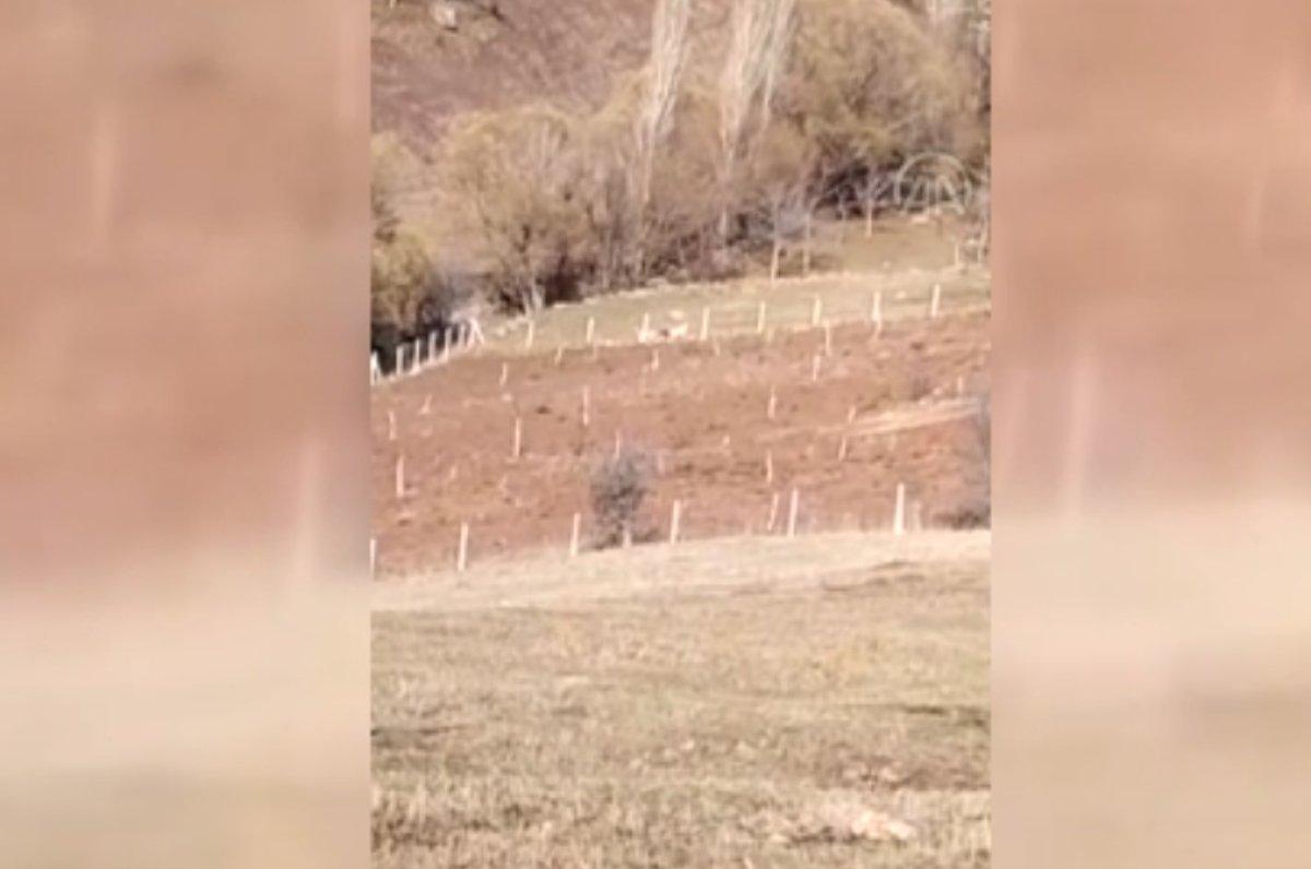 Çorum'da köpekler yaşlı kadına saldırdı