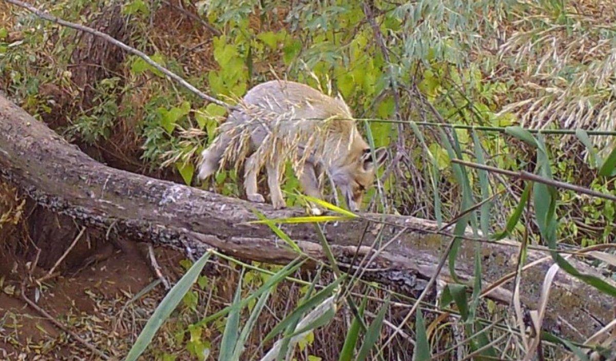Kırıkkale'de yaban hayatı fotokapanla görüntülendi