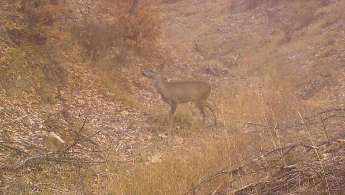Kırıkkale'de yaban hayatı fotokapanla görüntülendi
