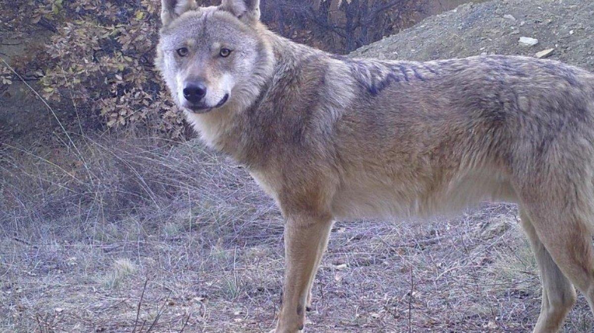 Kırıkkale'de yaban hayatı fotokapanla görüntülendi