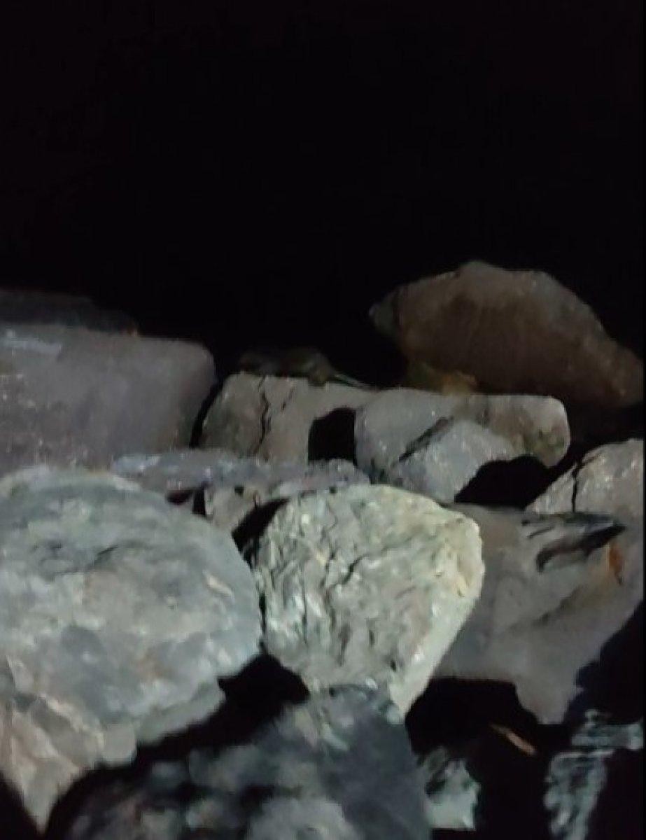 İstanbul'da sahildeki kayalıkların arasında su samuru görüldü