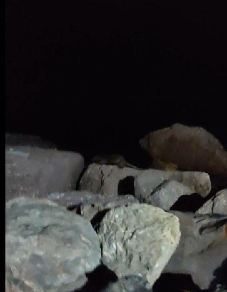 İstanbul'da sahildeki kayalıkların arasında su samuru görüldü