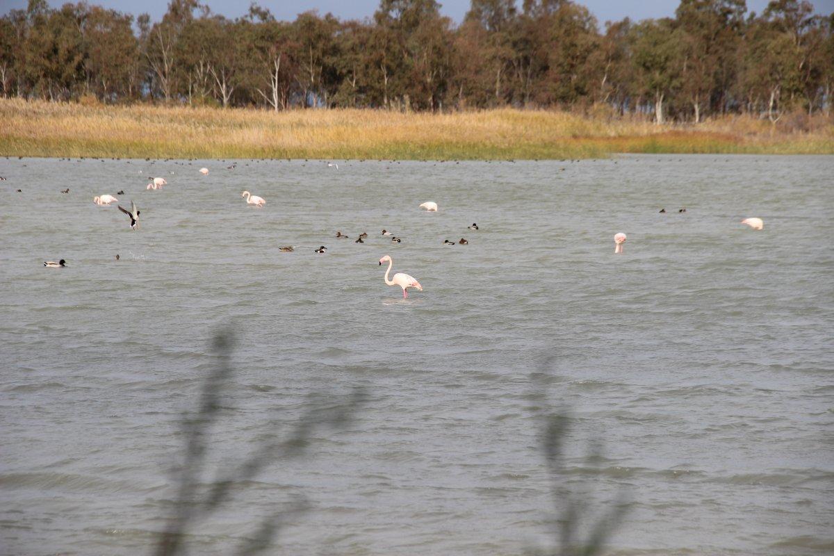 Aliağa’nın allı turnaları