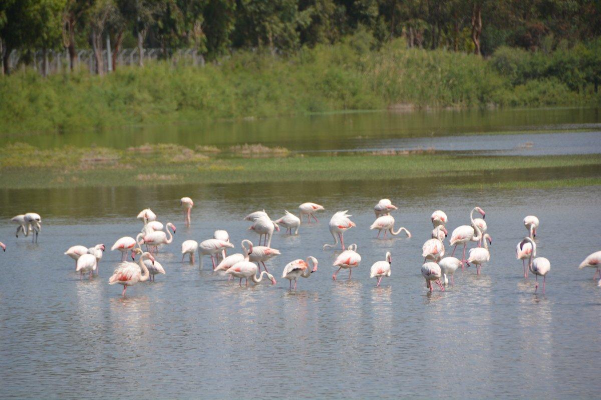 Aliağa’nın allı turnaları