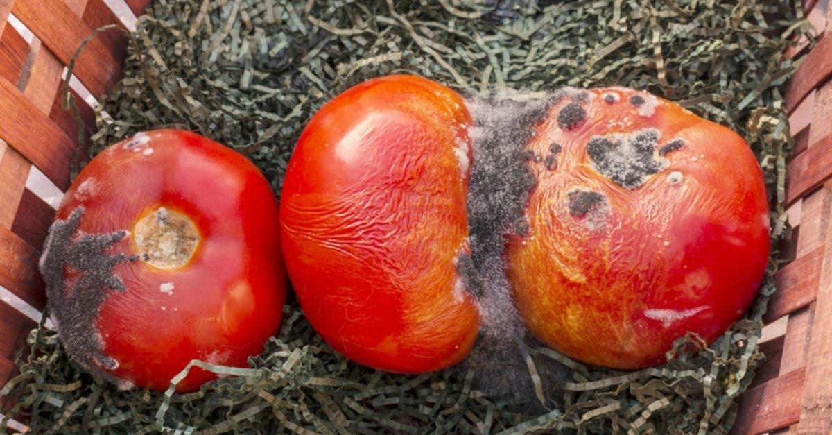 Çürük domatesleri sakın çöpe atmayın! Ne işe yaradığını öğrenince çok şaşıracaksınız...