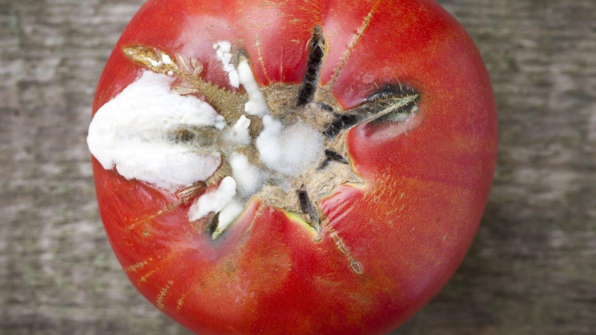 Çürük domatesleri sakın çöpe atmayın! Ne işe yaradığını öğrenince çok şaşıracaksınız...