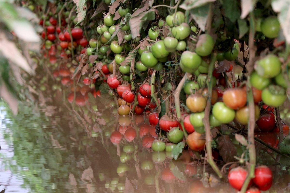 Kumluca'da sel domates seralarını vurdu 