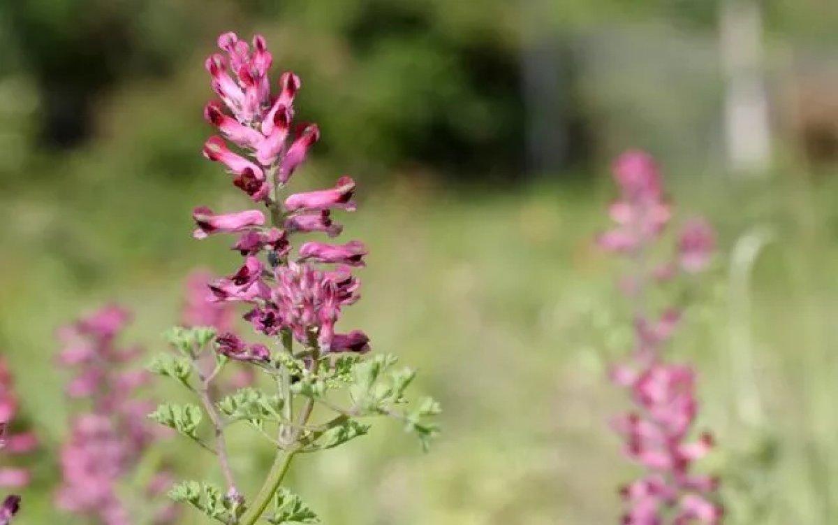 Şahtere otu nedir, faydaları nelerdir? Şahtere otu nasıl kullanılır?