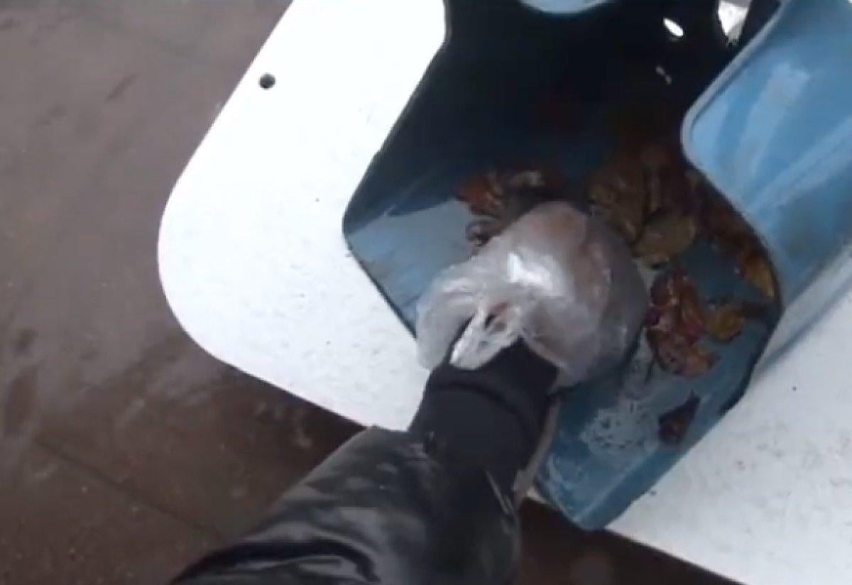 İzmir'de yağıştan etkilenerek telef olan lağım faresine gözyaşı döktü