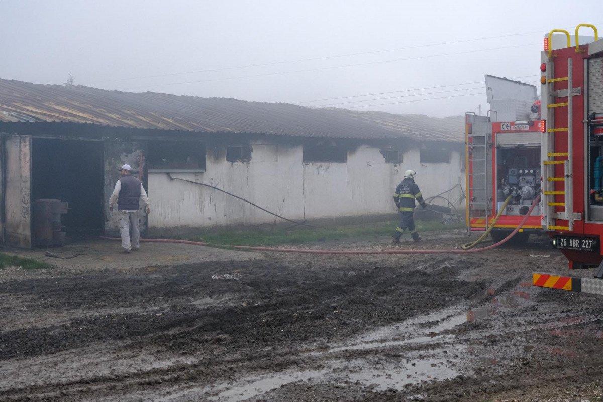 Eskişehir’de tavuk çiftliğindeki yangında 23 bin civciv öldü 