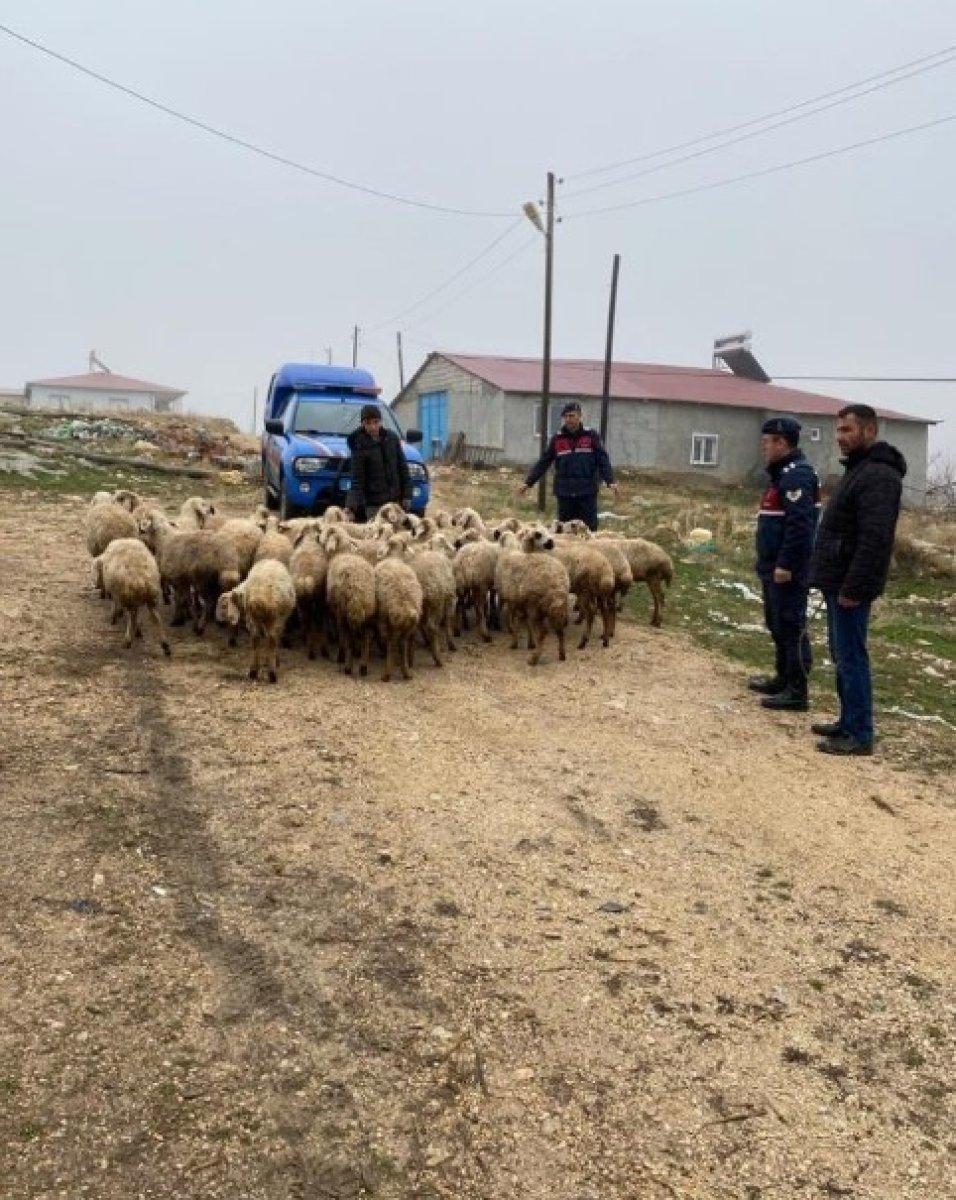 Malatya'da kayıp hayvanlar dron ile bulundu