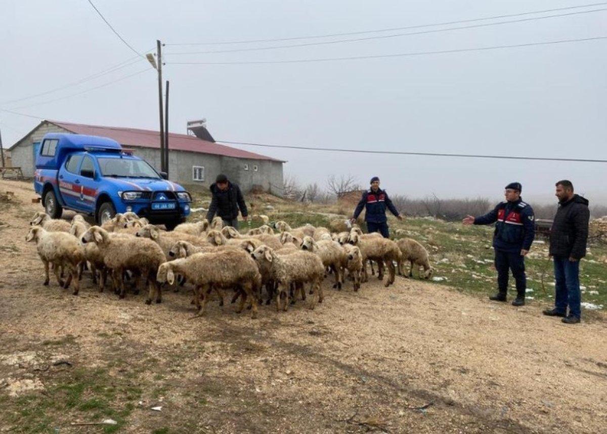 Malatya'da kayıp hayvanlar dron ile bulundu