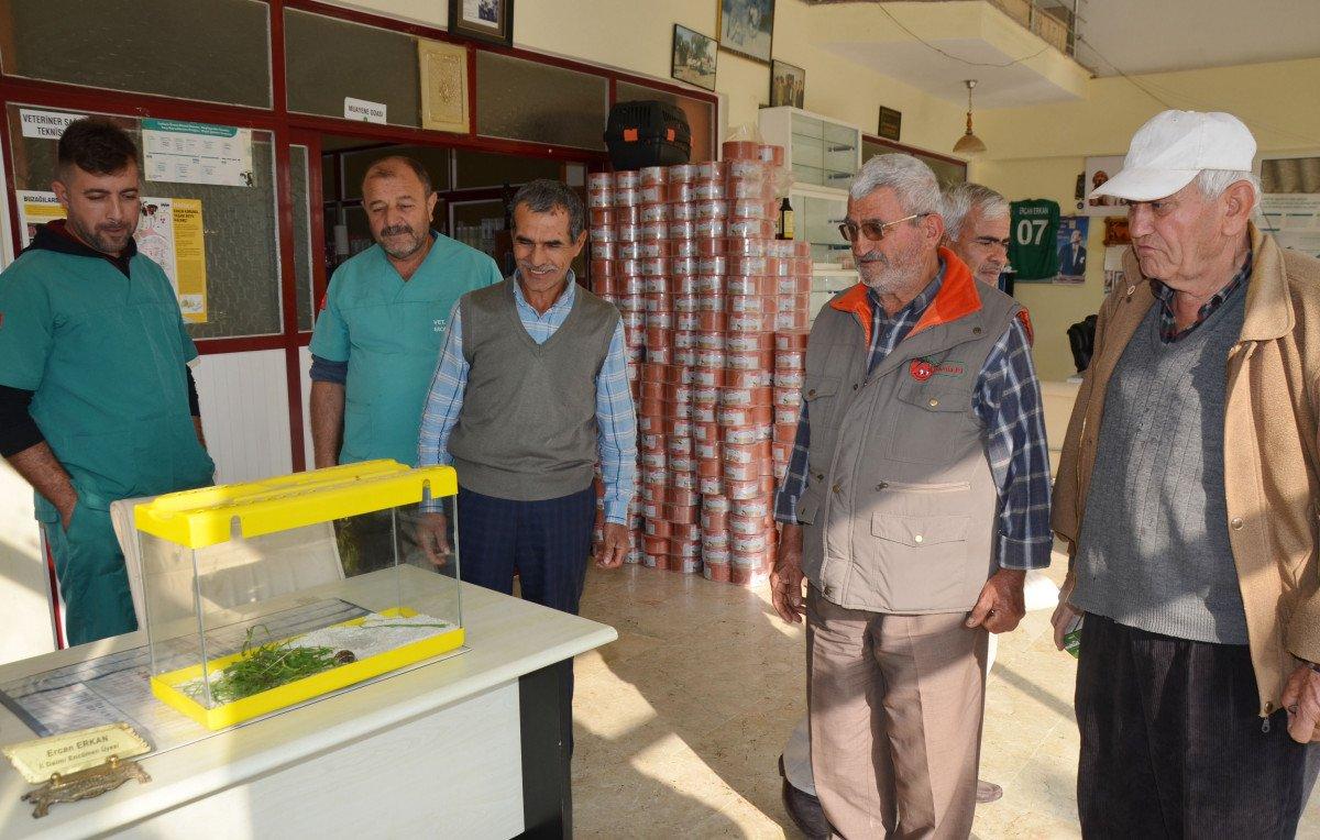 Antalya'da çift başlı kaplumbağa bulundu