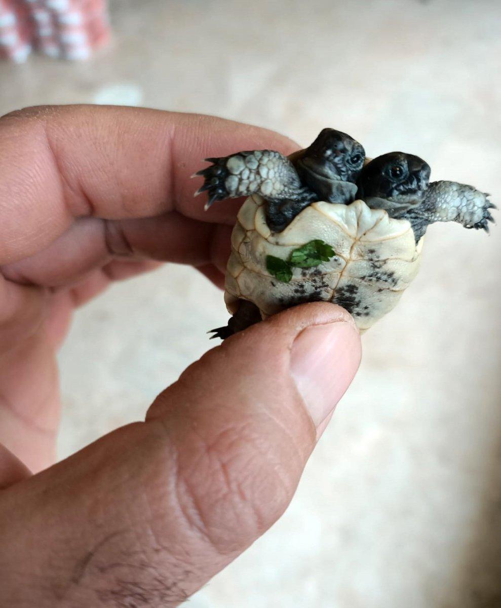 Antalya'da çift başlı kaplumbağa bulundu