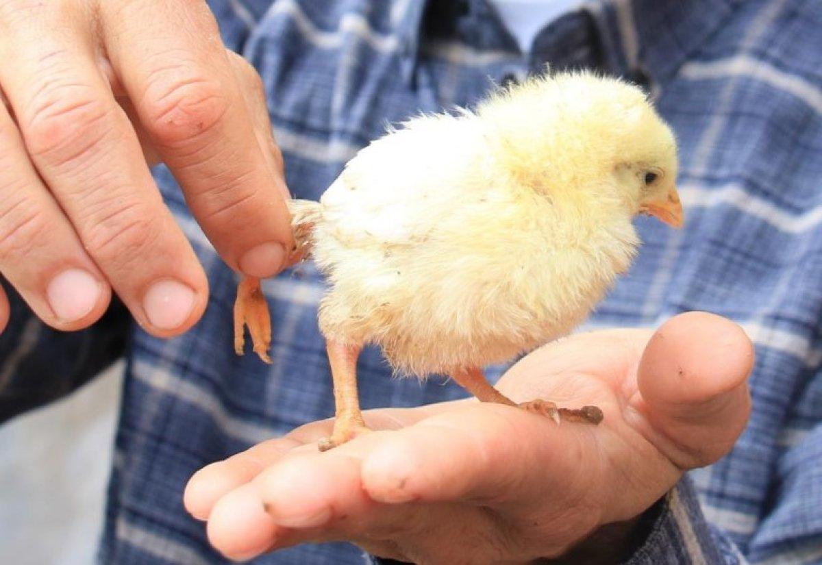 Mersin'de 3 ayaklı civciv dünyaya geldi