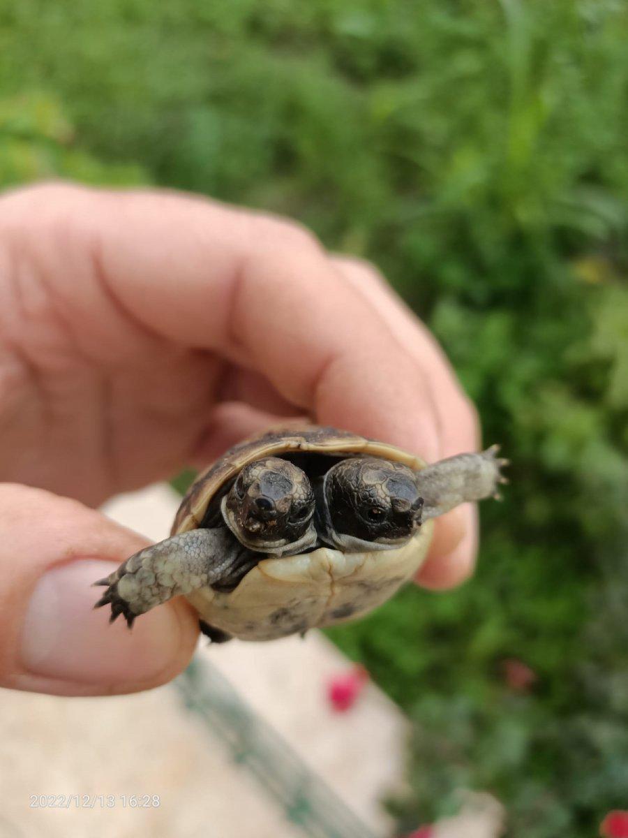 Antalya'da çift başlı kaplumbağa bulundu