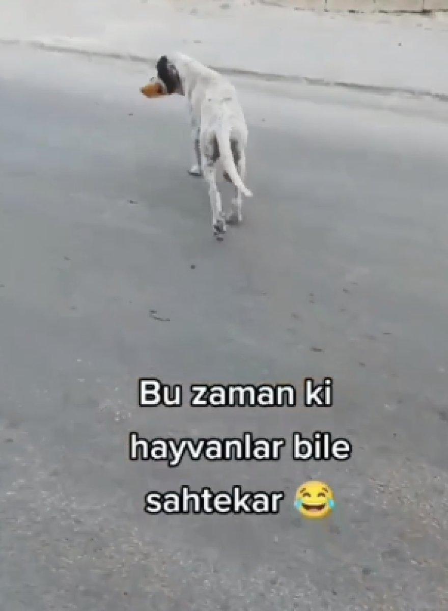 Köpeğin sakatlanma rolü kayda alındı