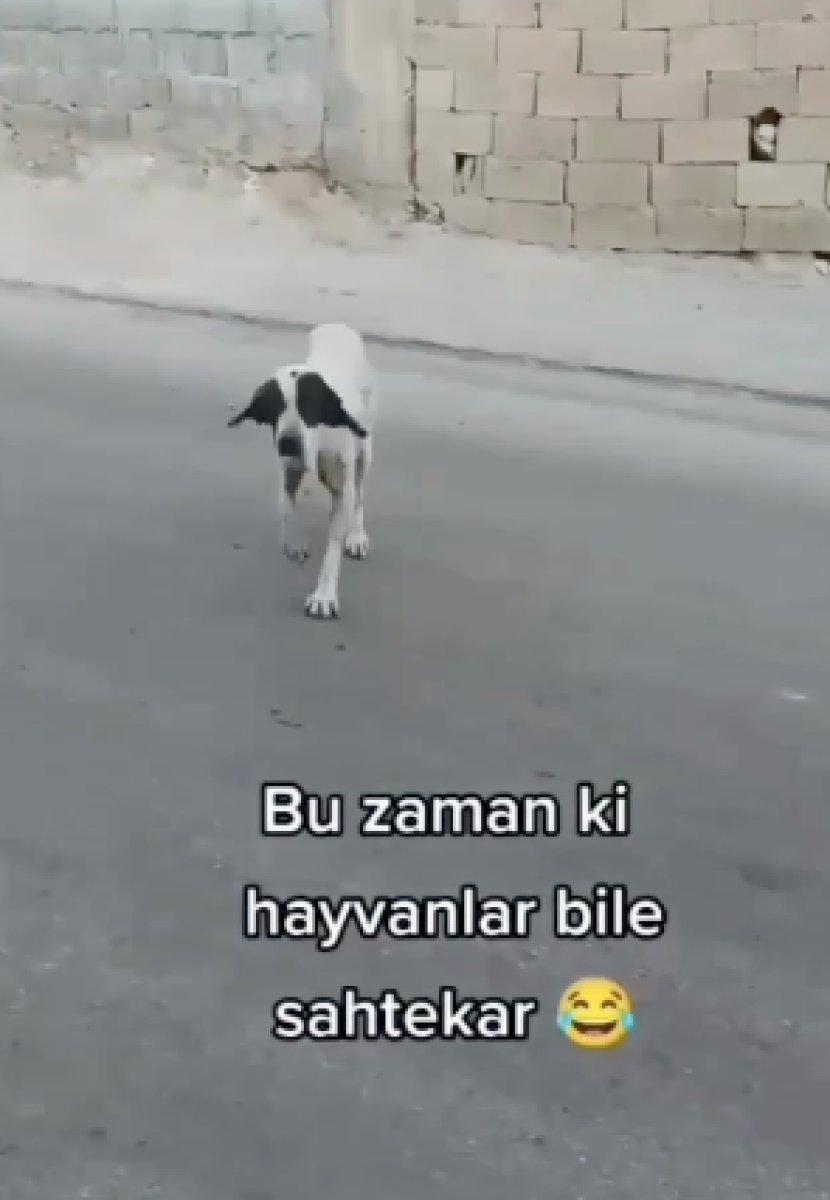 Köpeğin sakatlanma rolü kayda alındı