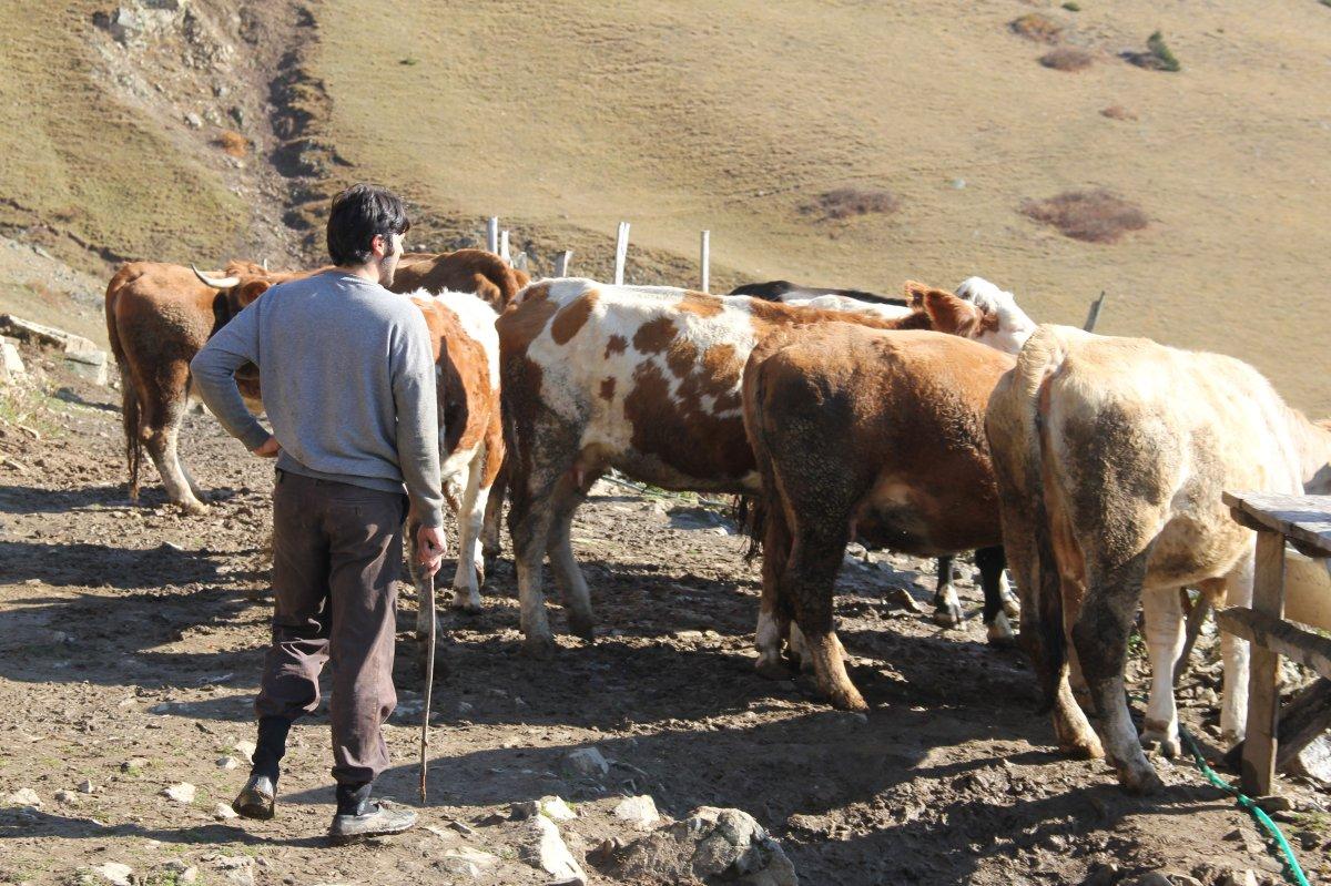Giresunlu genç üniversiteyi bitirdi, çobanlığa döndü