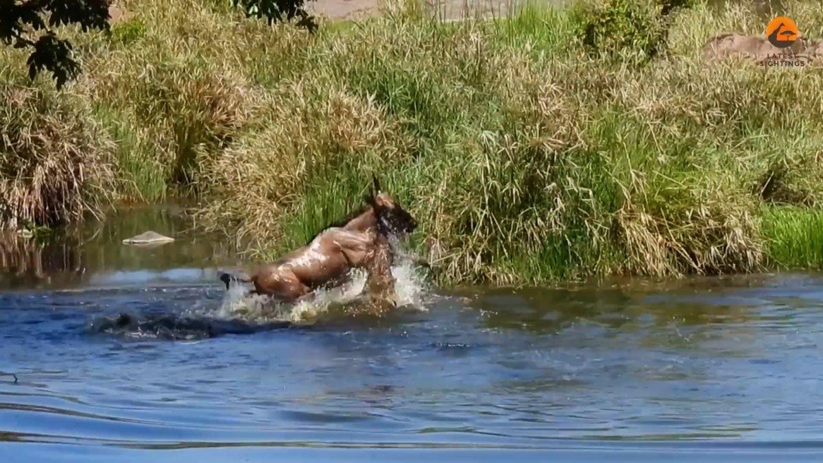 Turistler, timsahın antilop avını gözyaşlarıyla izledi
